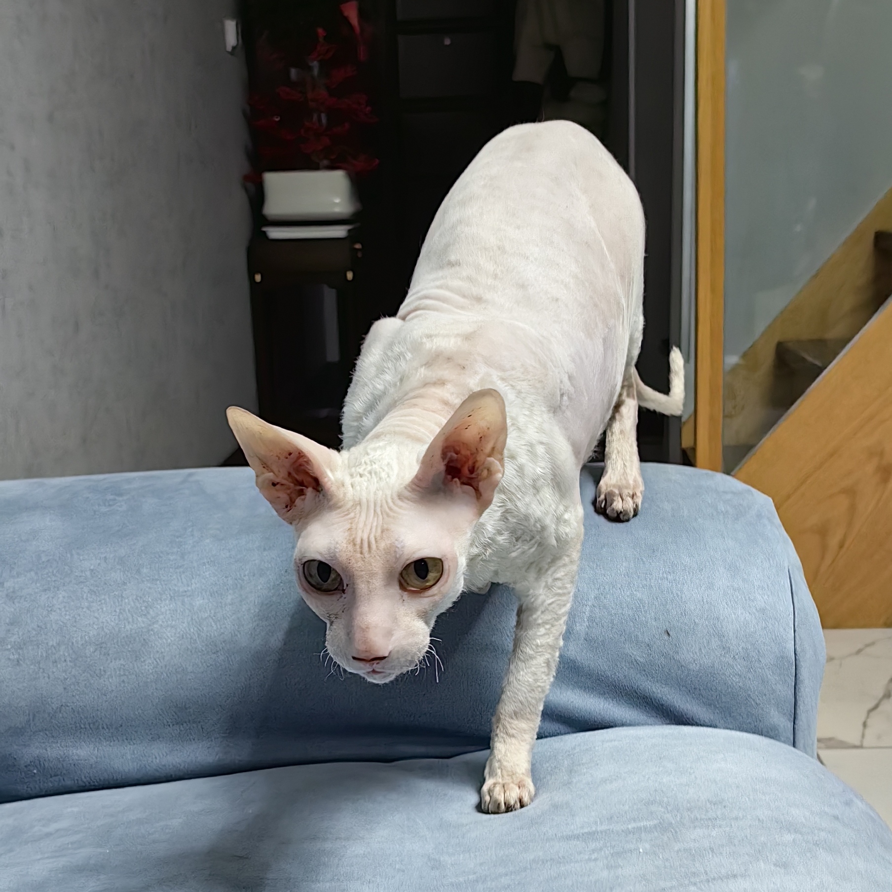 个人原因无法继续养,宠纯白色斯芬克斯无毛猫(牛奶),寻找有缘人免费赠与。